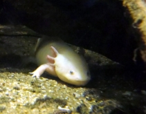 Aksolotl meksykański (Ambystoma mexicanum)