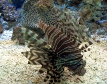 Skrzydlica ognista (Pterois volitans)